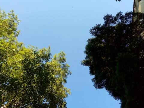 Tree and blue sky Stock Photos