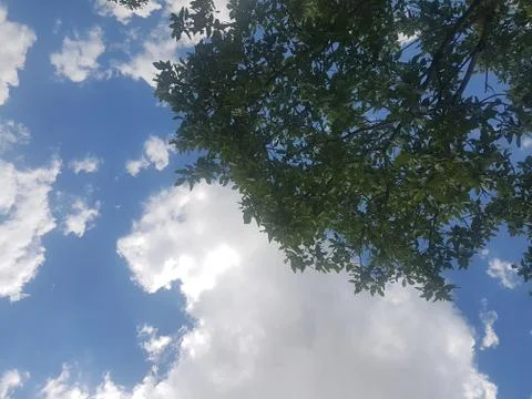 Tree and blue sky Stock Photos