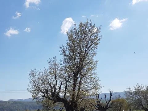 Tree and blue sky Stock Photos