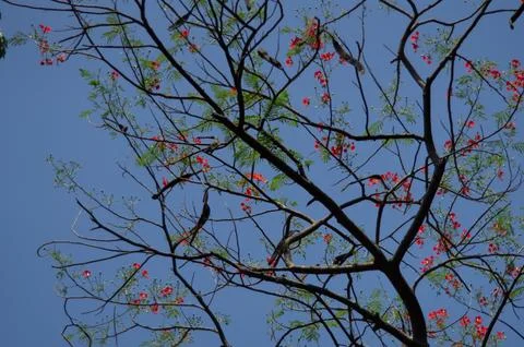 A tree and the blue sky Stock Photos
