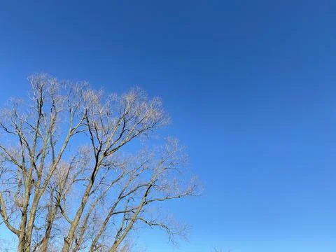 Tree and blue sky Stock-Fotos