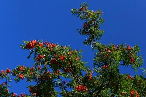 Tree and blue sky Foto stock