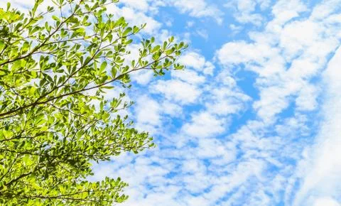 Tree and blue sky space look up view Foto stock