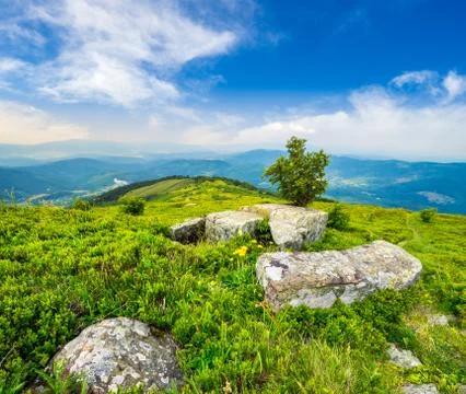 Tree and boulders on hillside meadow in mountain at sunrise Stock Photos