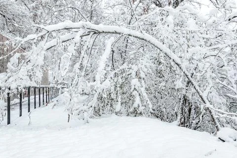 Tree and branches bending under the weight of thick snow Stock Photos