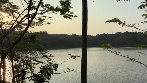 A tree and branches blocking the lake with a forest and sunset in the background Stock Footage 281009127