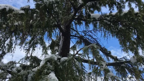 Tree and the branches close-up. 4k outdoors video of snow and ice Stock Footage 87823111