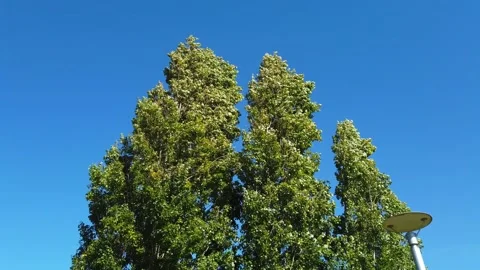 Tree and Branches Moving in The Wind Stock Footage 159711509