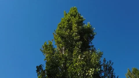 Tree and Branches Moving in The Wind Stock Footage 159711558