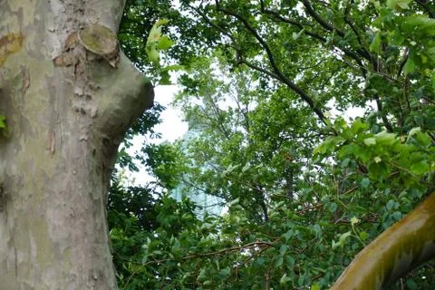 A tree and branches Stock Photos