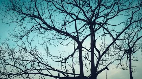 Tree and branches of the tree. Dry tree on a blue autumn sky background. Stock Photos