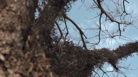 Tree and branches of the tree Stock Footage 209171100