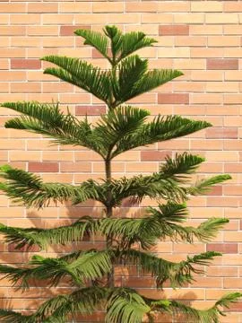 Tree and brick wall background. Stock Photos