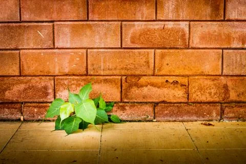 Tree and brick wall Stock Photos