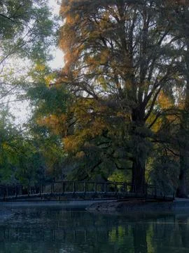 Tree and bridge in Chapultepec Park in Mexico City Stock Photos