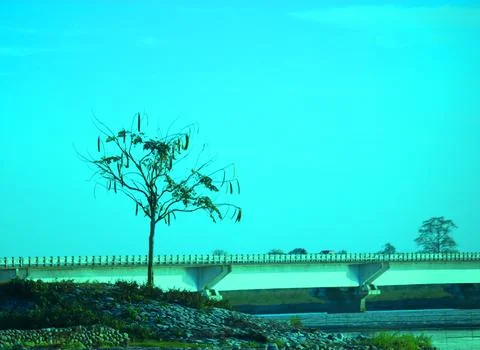 A tree and a bridge during sunset Stock Photos