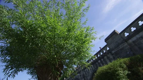 Tree and Bridge on Summers day Stock Footage 146612763