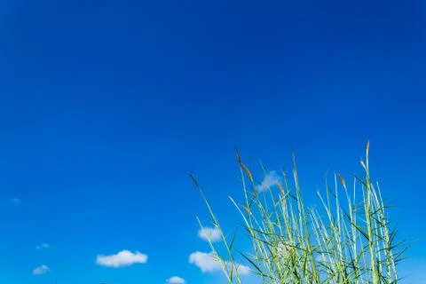 The tree and the bright sky. Stock Photos
