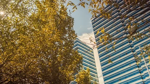 Tree and building Stock Footage 88073378