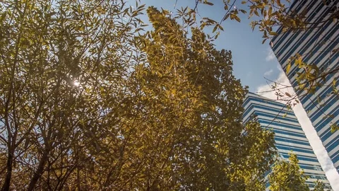 Tree and building Stock Footage 88073379