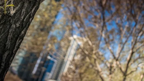 Tree and building Stock Footage 88073423