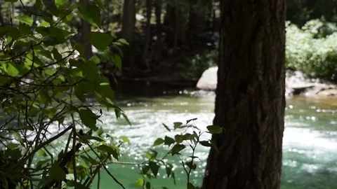 Tree and bush infront of flowing river Stock Footage