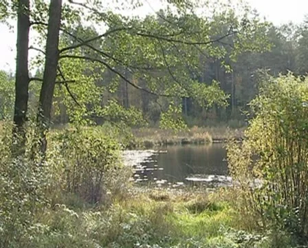 Tree and bushes branches moving in wind. Lake shore fragment. Stock Footage 10208318