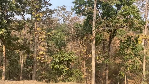 The tree and bushes Vidéo 329067540