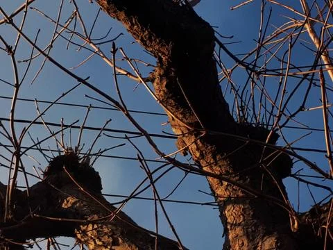 Tree and cables Stock Photos