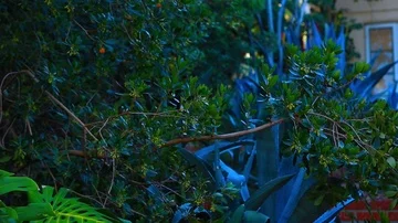 Tree and a cactus tree 스톡 동영상 85495329