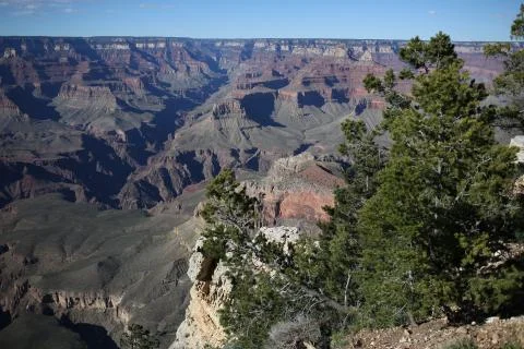 Tree and canyon Stock Photos