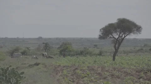Tree and cattle in dry field, southern Madagascar Stock Footage 281859991