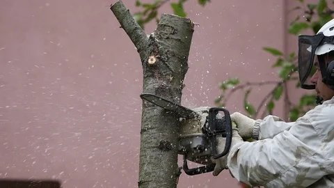 Tree and chainsaw in the hands. Man's hands sawing a cherry tree with a chainsaw Stock Footage 129002007