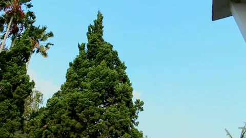 Tree and clear sky Vídeos de archivo 202295889