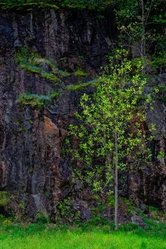 Tree and Cliff Stock Photos