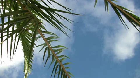 Tree and cloud Stock Footage 32211763