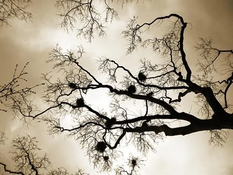 Tree and Cloud Stock Photos