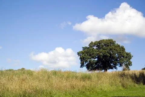 Tree and cloud. Stock Photos