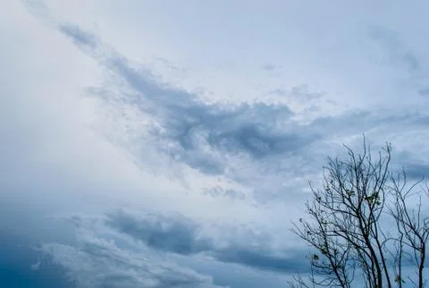 Tree and cloud sky Stock Photos