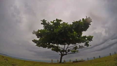 Tree and cloud timelapse Stock Footage 148550493