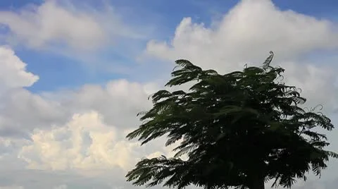 Tree and Clouds 2 Stock Footage 10717387