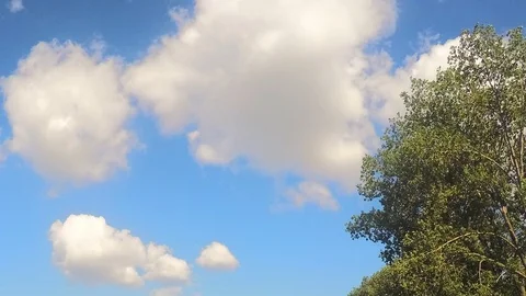 Tree And Clouds Against blue Sky Timelapse Vidéo 81601614