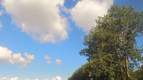 Tree And Clouds Against Blue Sky Timelapse Stock Footage 81607088