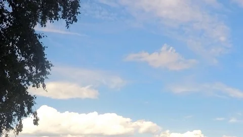 Tree and clouds against the sky timelapse 動画素材 79808068
