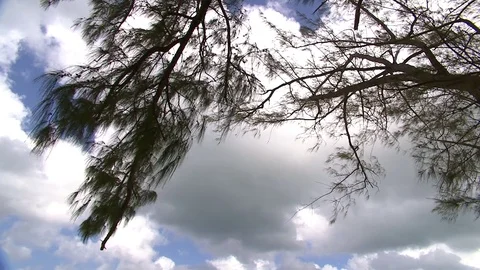 Tree and clouds in Bahamas Beach. Video stock 73239811