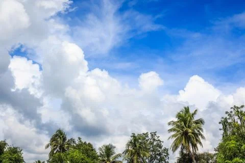 Tree and clouds on blue sky. Stock Photos