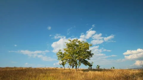 Tree and clouds  Stock-Footage 849605