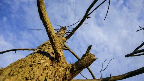 Tree and clouds Stock Footage 104884677