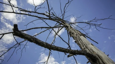 Tree and clouds Stock Footage 104886808
