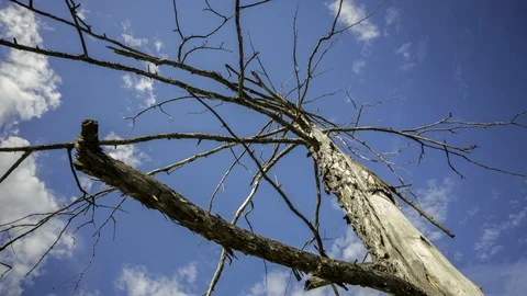 Tree and clouds Stock Footage 104888047